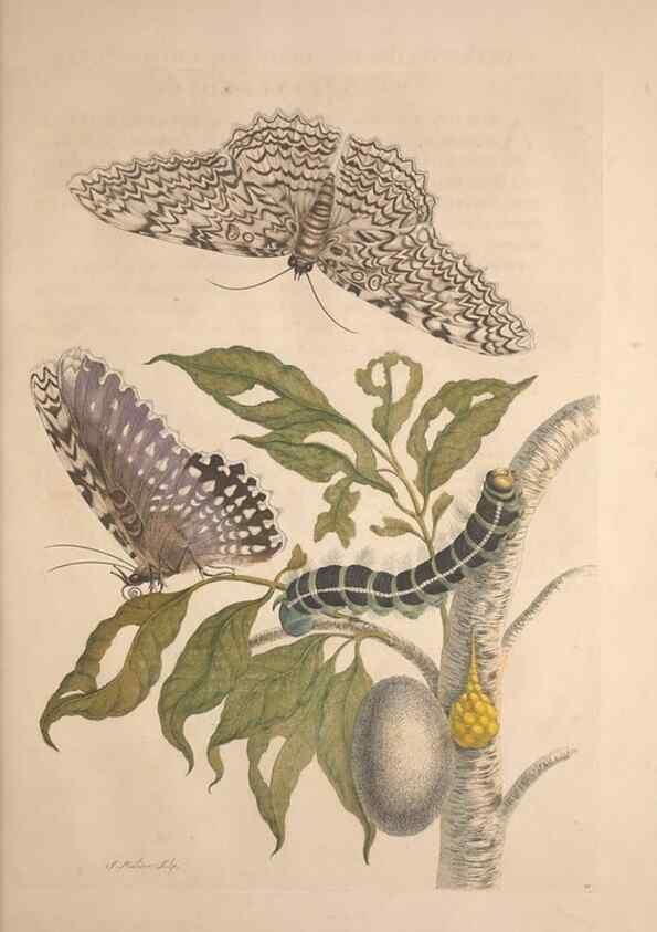 Reproducción/Reproduction 8507295510: Metamorphosis insectorum surinamensium.. Amsterdam :Voor den auteur, als ook by G. Valck,[1705]