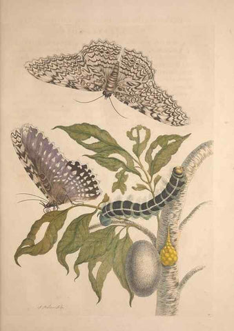 Reproducción/Reproduction 8507295510: Metamorphosis insectorum surinamensium.. Amsterdam :Voor den auteur, als ook by G. Valck,[1705]