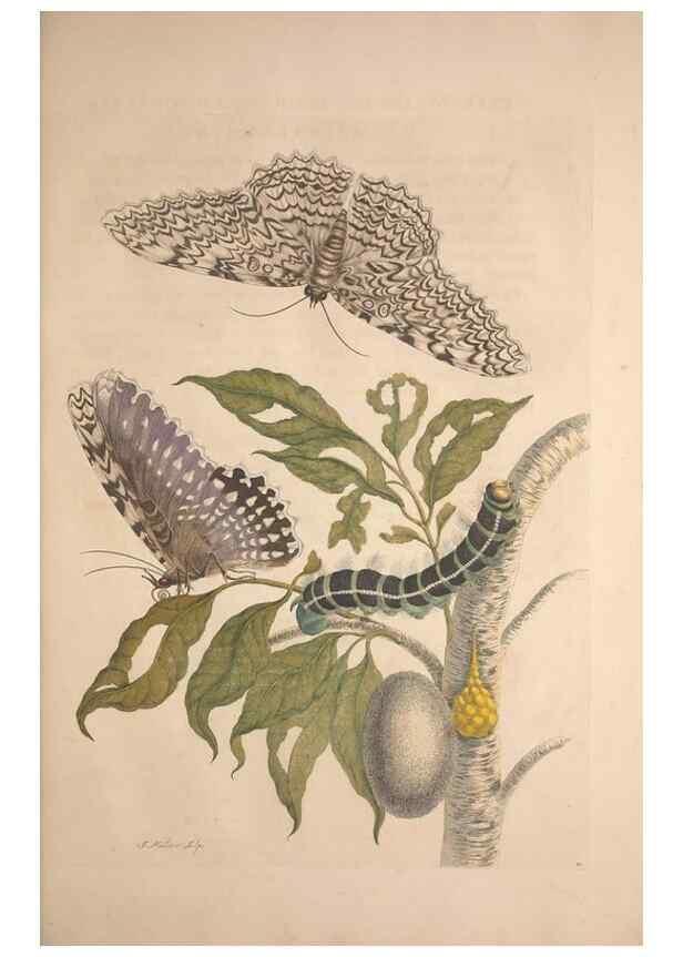 Reproducción/Reproduction 8507295510: Metamorphosis insectorum surinamensium.. Amsterdam :Voor den auteur, als ook by G. Valck,[1705]