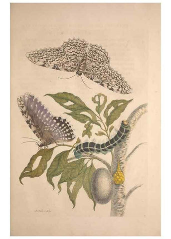 Reproducción/Reproduction 8507295510: Metamorphosis insectorum surinamensium.. Amsterdam :Voor den auteur, als ook by G. Valck,[1705]