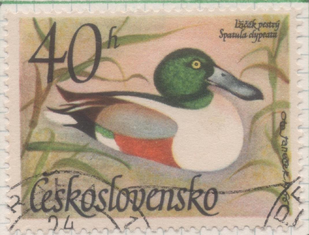 Sello E01399: hoja 89, Checoslovaquia: Sello Multicolor, dentado. Pajaros Acuaticos. Anas clypeata, 40 Haleru