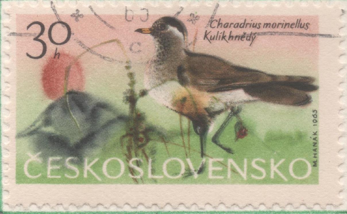 Sello E01294: hoja 83, Checoslovaquia: Sello Multicolor, dentado. Pajaros de las montañas. Charadrius morinellus, 30 Haleru