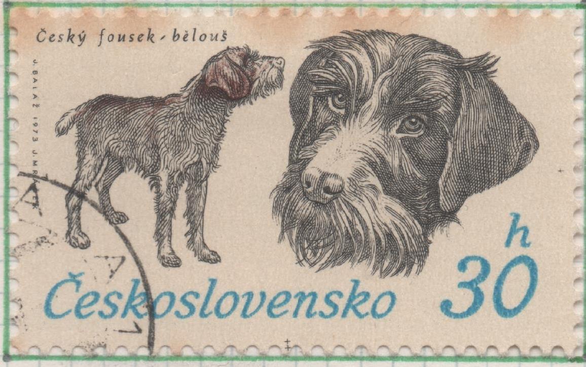 Sello E01830: hoja 120, Checoslovaquia: Sello Gris y marron, dentado. 50 Aniv. Sociedad Nacional de Perros de Caza. Barbudo checo, 30 haleru