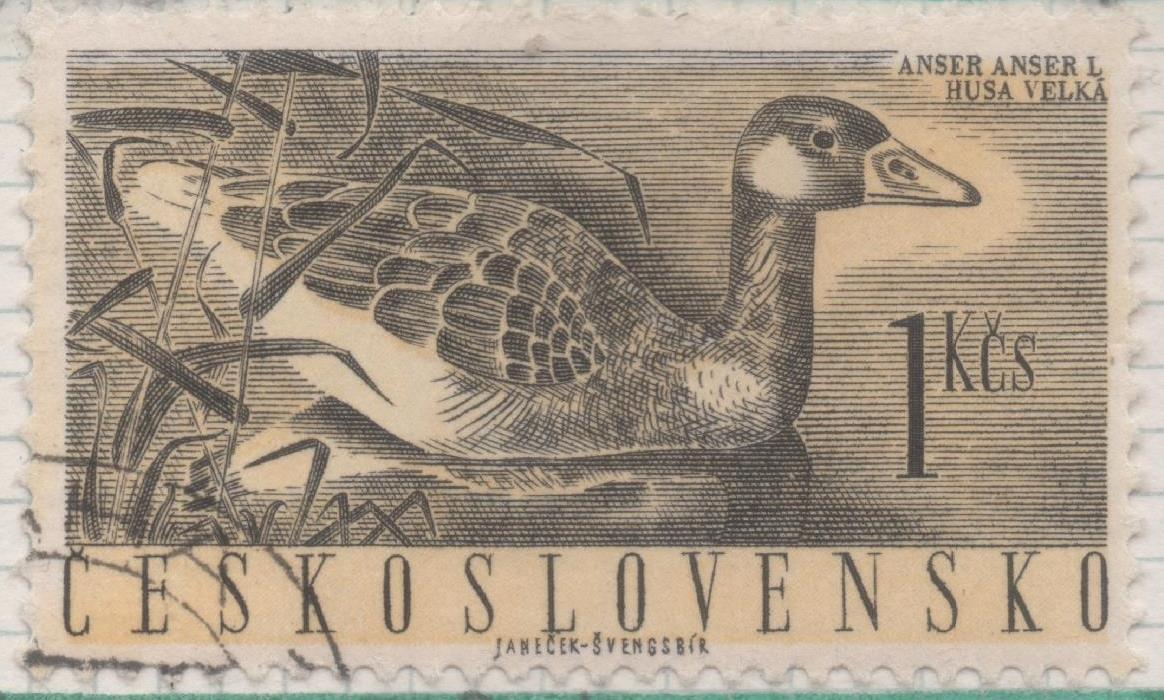Sello E00989: hoja 66, Checoslovaquia: Sello Violeta y negro dentado. Pajaros acuaticos. Anas platyrhynchos, 1,60 Koruna