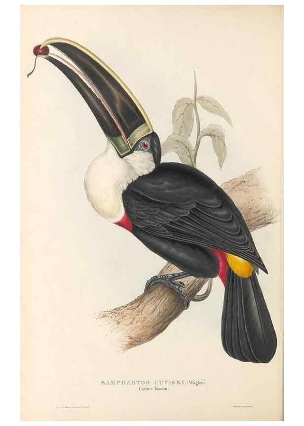 Reproducción/Reproduction 46433260924: A monograph of the Ramphastidae, or family of toucans /. London :Published by the author, 20, Broad Street, Golden Square,1834 [that is, 1833-1835].. 