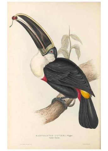 Reproducción/Reproduction 46433260924: A monograph of the Ramphastidae, or family of toucans /. London :Published by the author, 20, Broad Street, Golden Square,1834 [that is, 1833-1835].. 