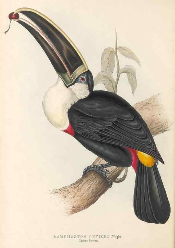 Reproducción/Reproduction 46433260924: A monograph of the Ramphastidae, or family of toucans /. London :Published by the author, 20, Broad Street, Golden Square,1834 [that is, 1833-1835].. 