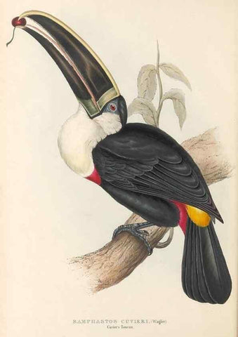 Reproducción/Reproduction 46433260924: A monograph of the Ramphastidae, or family of toucans /. London :Published by the author, 20, Broad Street, Golden Square,1834 [that is, 1833-1835].. 