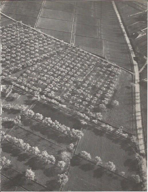 LAMINA V00286: Campo de manzanas en Segria, Lerida