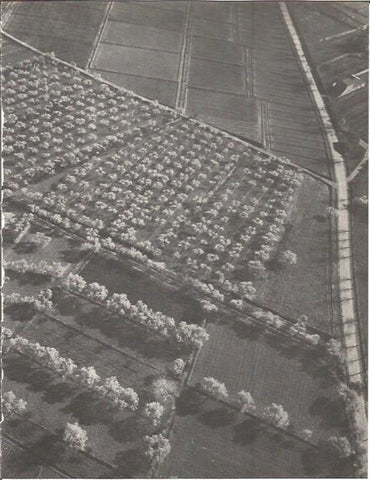 LAMINA V00286: Campo de manzanas en Segria, Lerida