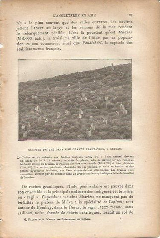 LAMINA V00017: Recoleccion de te en Sri Lanka
