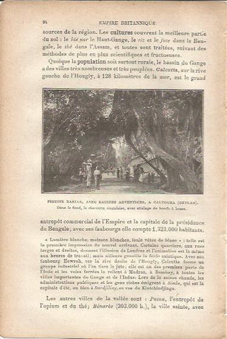 LAMINA V00015: Higuera de Bengala, Sri Lanka