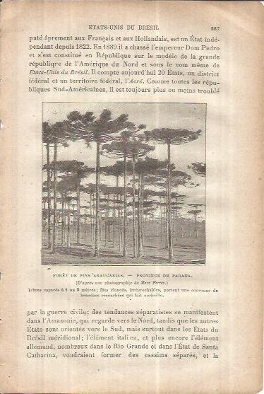 LAMINA V00103: Pineda en Parana, Brasil