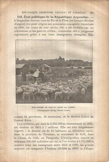 LAMINA V00107: Rebaño de ovejas en La Pampa, Argentina