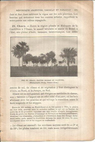 LAMINA V00105: Palmeral en Argentina