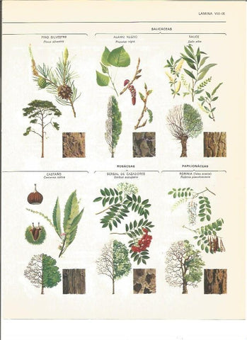 LAMINA V00926: Salicaceas, rosaceas y papilionaceas