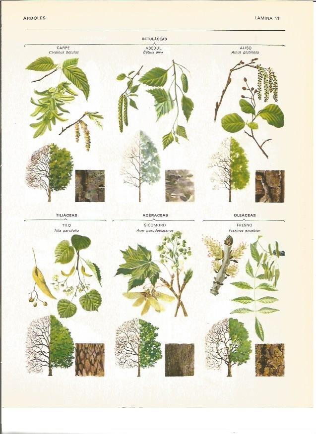 LAMINA V00925: Betulaceas, tilliaceas, aceraceas y oleaceas