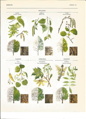 LAMINA V00925: Betulaceas, tilliaceas, aceraceas y oleaceas
