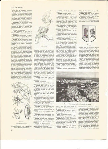 LAMINA V00981: Escudo y vista parcial de Caceres