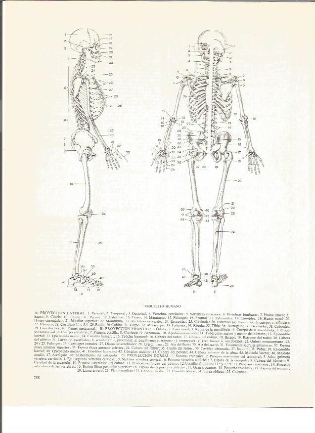 LAMINA V00840: Esqueleto humano proyeccion lateral
