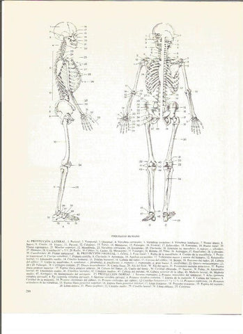LAMINA V00840: Esqueleto humano proyeccion lateral
