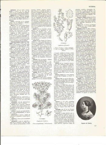 LAMINA V00851: Eugenia de Montijo