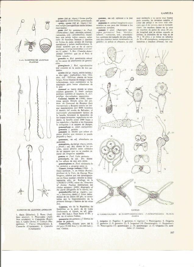LAMINA V00883: Tipos de gamias