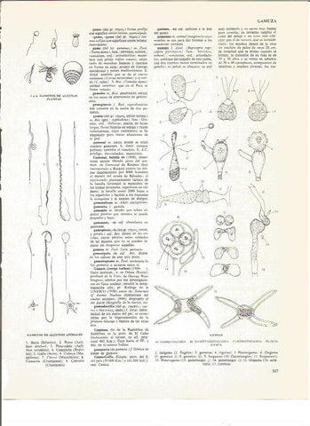 LAMINA V00883: Tipos de gamias