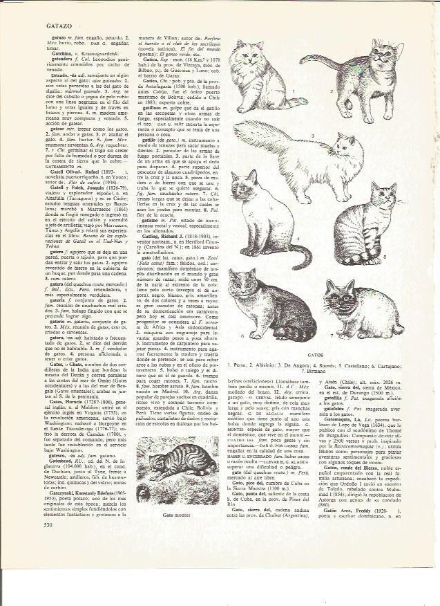 LAMINA V00885: Especies de gatos