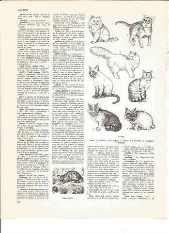 LAMINA V00885: Especies de gatos