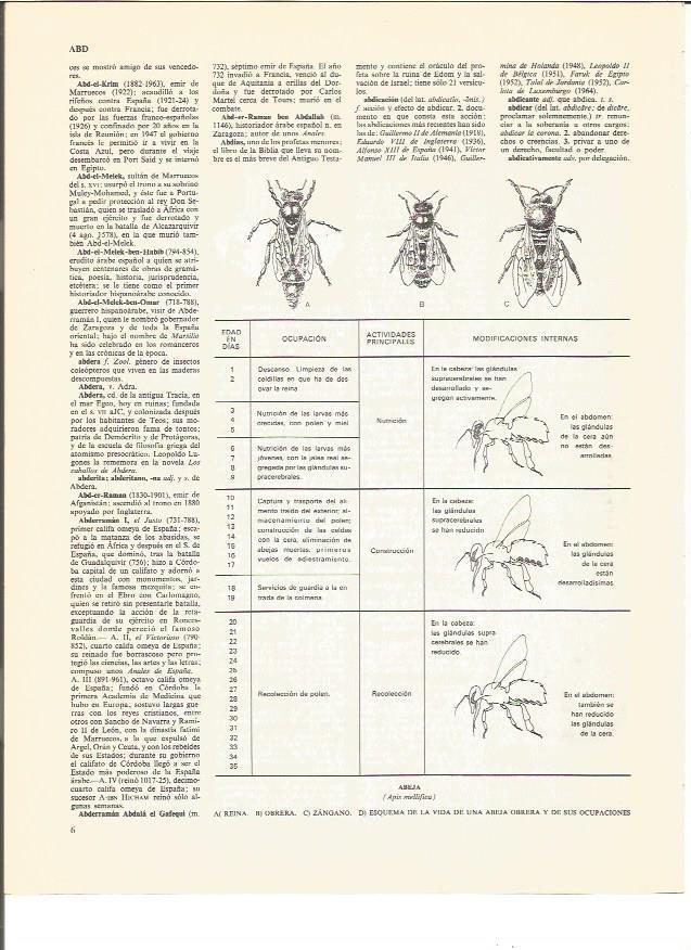 LAMINA V00886: Esquema de la vida de una abeja