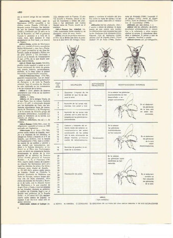 LAMINA V00886: Esquema de la vida de una abeja