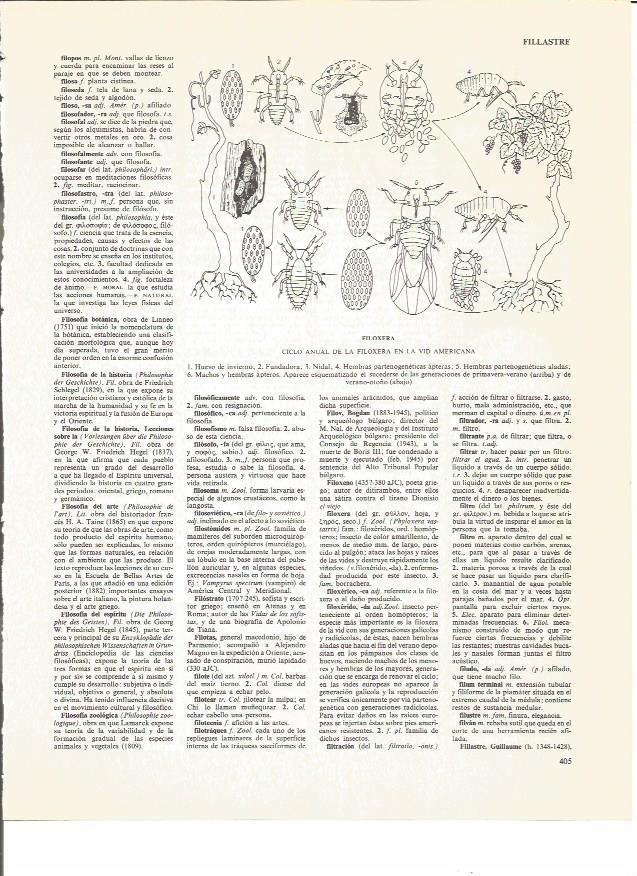 LAMINA V00857: Ciclo anual de la filoxera en la vid americana