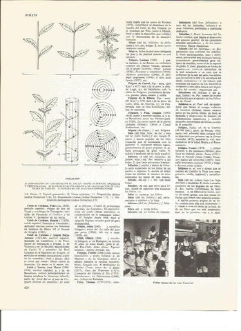 LAMINA V00863: Folias tipicas de las Islas Canarias