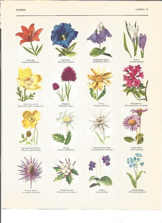 LAMINA V00865: Especies de flores