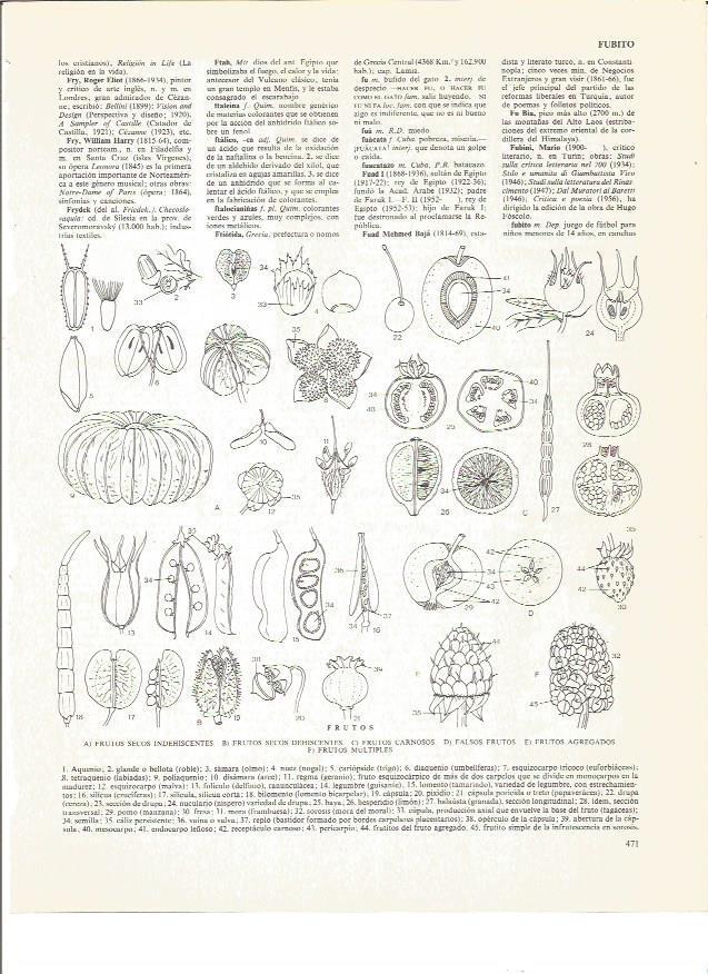 LAMINA V00874: Especies de frutos
