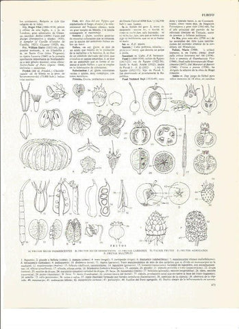 LAMINA V00874: Especies de frutos