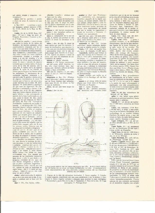 LAMINA V01131: Partes de una uña