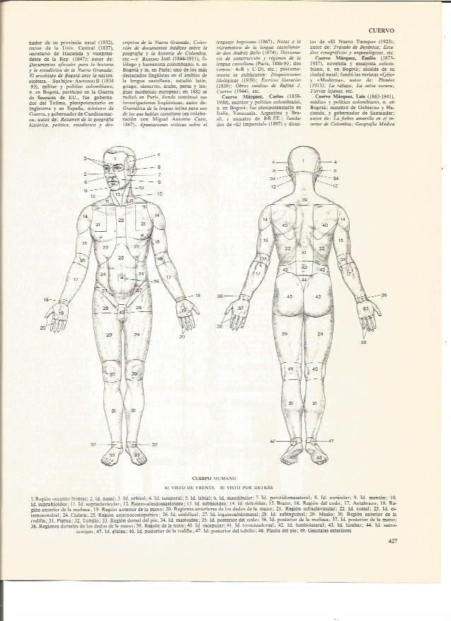 LAMINA V01096: Cuerpo huma vista frontal y trasera