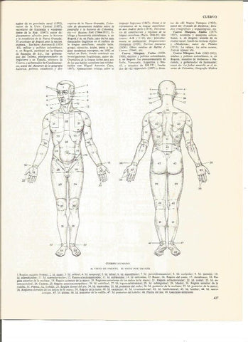LAMINA V01096: Cuerpo huma vista frontal y trasera
