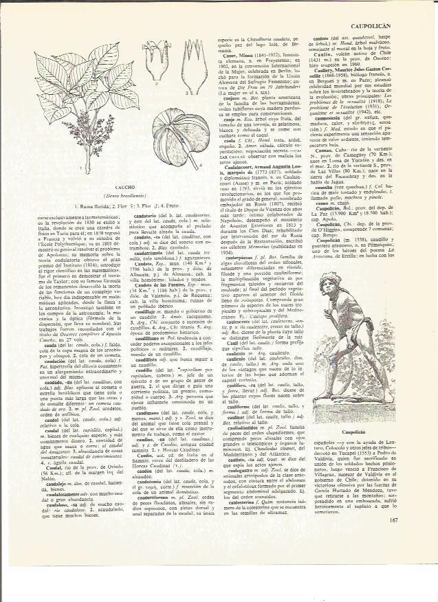 LAMINA V01019: Caupolican
