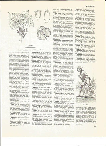 LAMINA V01019: Caupolican