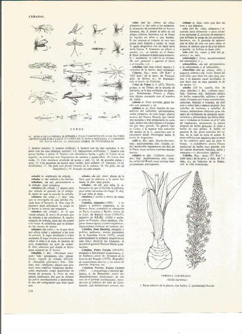 LAMINA V01021: Tipos de cebos