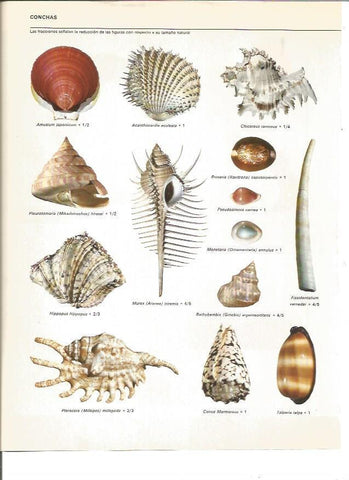 LAMINA V01076: Tipos de conchas