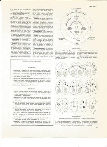LAMINA V01060: Conjuncion superior y esquema de la conjuncion del ciliado