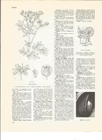 LAMINA V00803: Ruda y rueca de mano