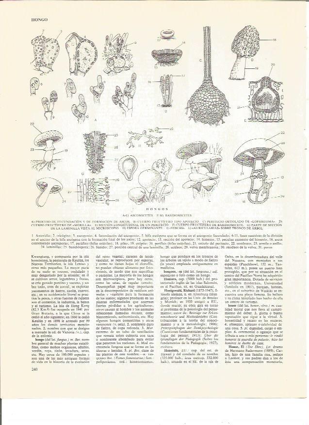 LAMINA V00540: Tipos y partes de los hongos