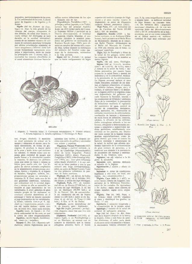 LAMINA V00536: Higado e higo