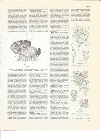 LAMINA V00536: Higado e higo