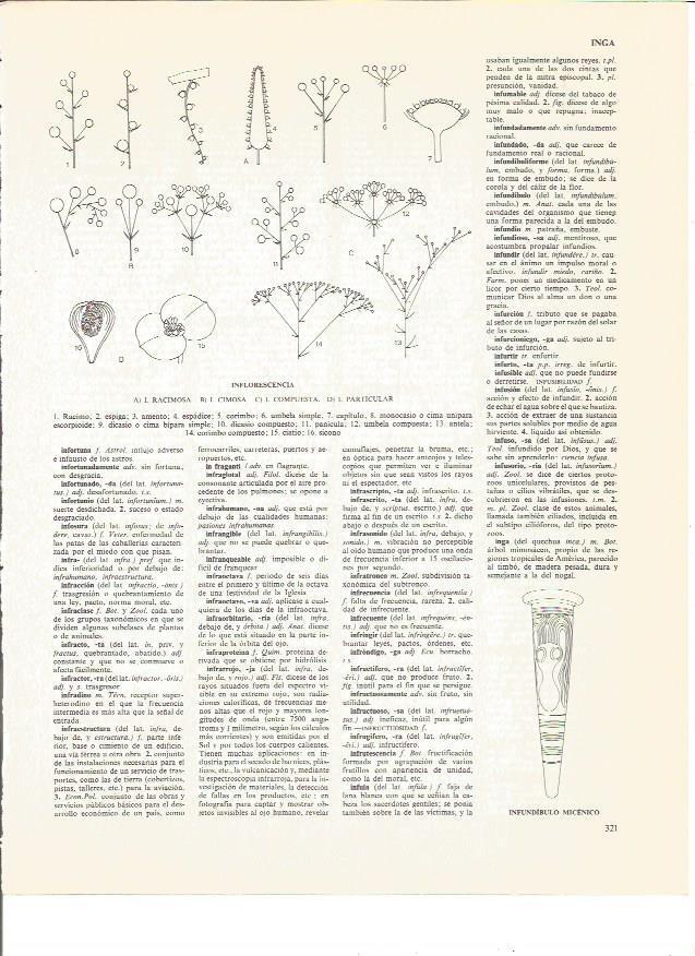 LAMINA V00555: Fases inflorescencia y infundibulo micenico